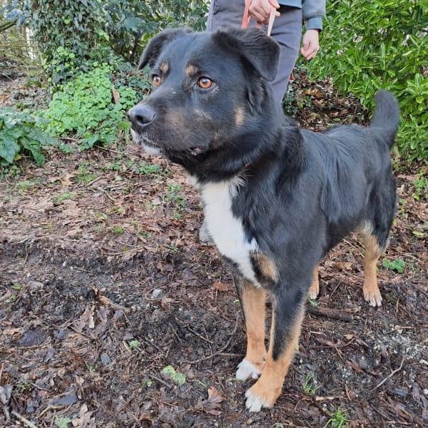 TAO — Croisé / Autre