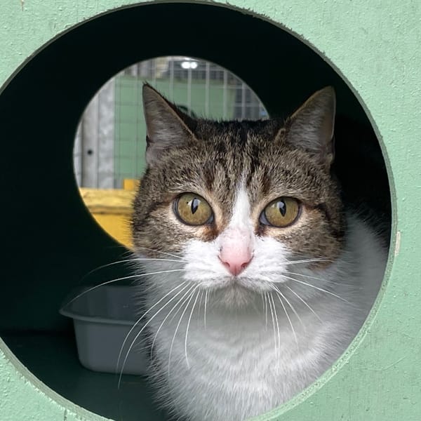 BRIOCHE — Européen