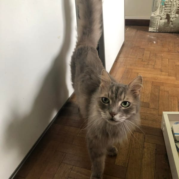 GUAPO croisé angora — Européen