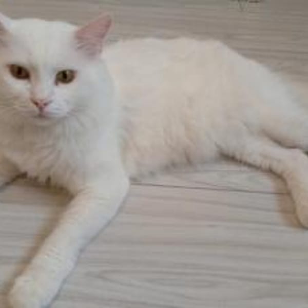 Bings & Isa — Hauskatze