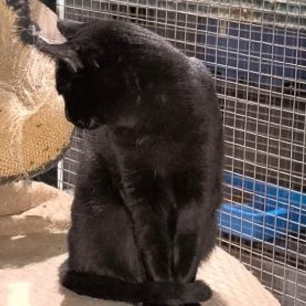 Negri - sucht ihr liebevolles Zuhause! — Europäisch Kurzhaar