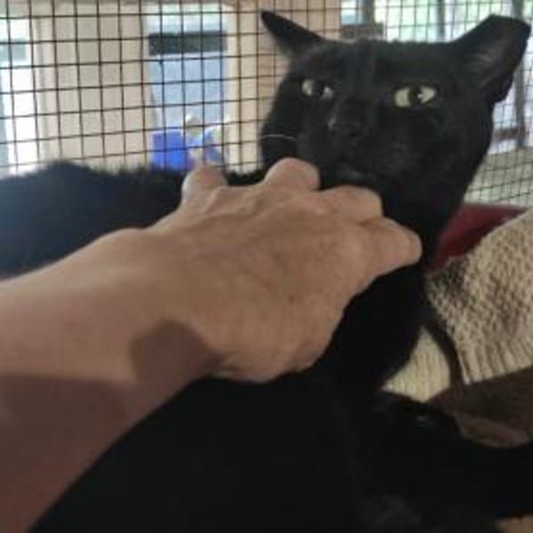 Oreo - Einzelkatze sucht ihr Zuhause! — Europäisch Kurzhaar