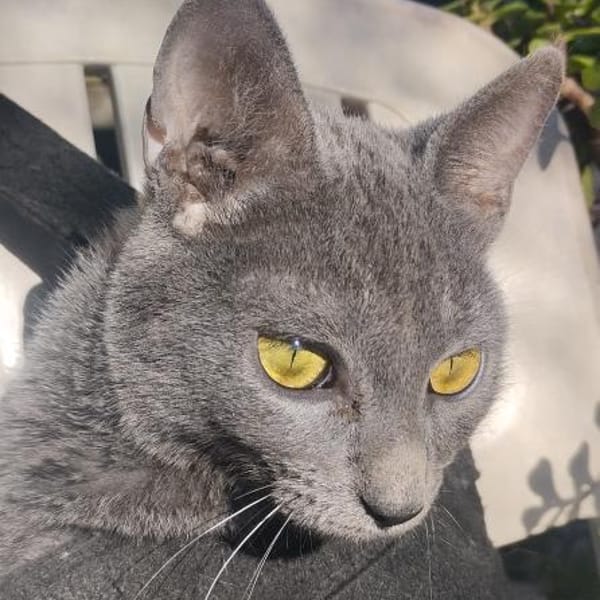 Ataxie-Kätzchen Tapeni in FFM (ALO) — Russisch-blau- Mix