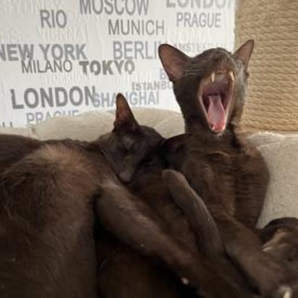 Ori und Feivel - Stapelkater — Orientalisches Kurzhaar