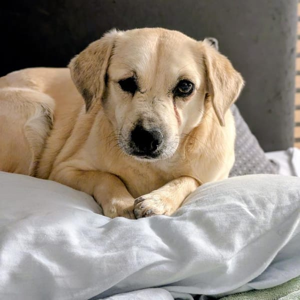 Luna  kleine, sensible Hündin 3,5 J. — Devon Rex