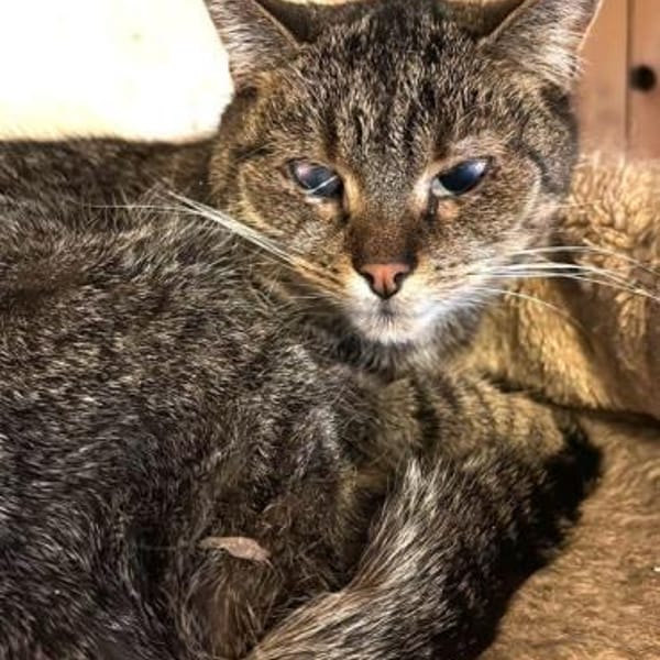 FOXY & ROXY - suchen neue Heimat..... — Ekh