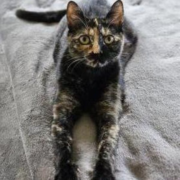 Calvin, Clark, Curtis & Chucky — Europäisch Kurzhaar