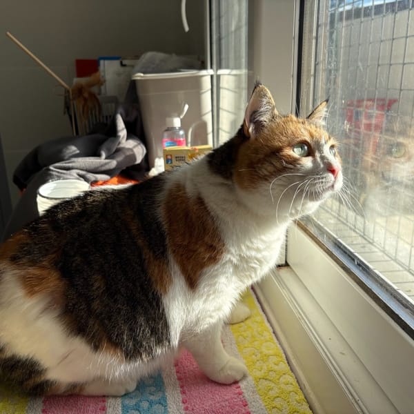 Praline — Européen