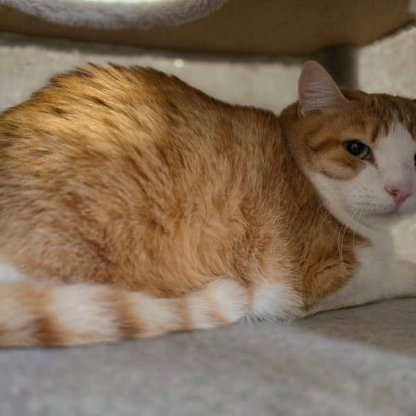 benji — Croisé / Autre