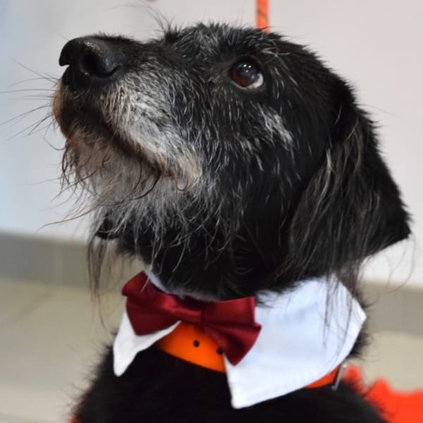 FIDO — Croisé / Autre