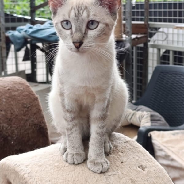 AURORA — Européen