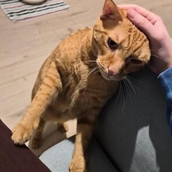 Gunnar — Orientalisch Kurzhaar