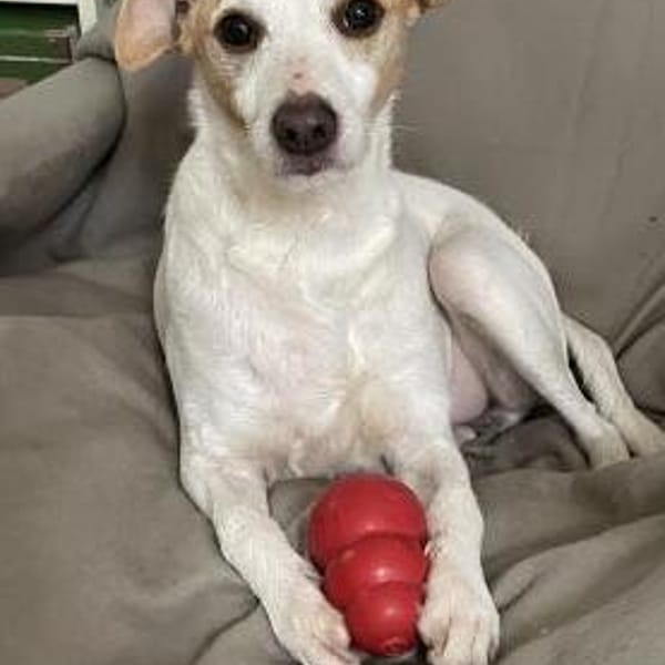 Der fröhliche, anhängliche Baku — Bodeguero Andaluz