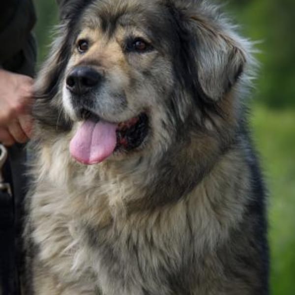 Maja - braucht Ihre Menschen — Kaukasischer Owtscharka