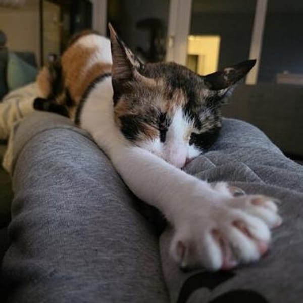 Gaby — Orientalisches Kurzhaar