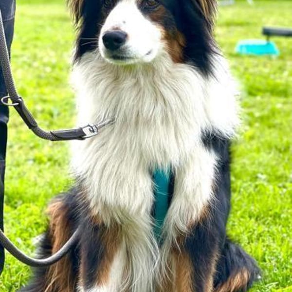 Sammy — Australian Shepherd Dog