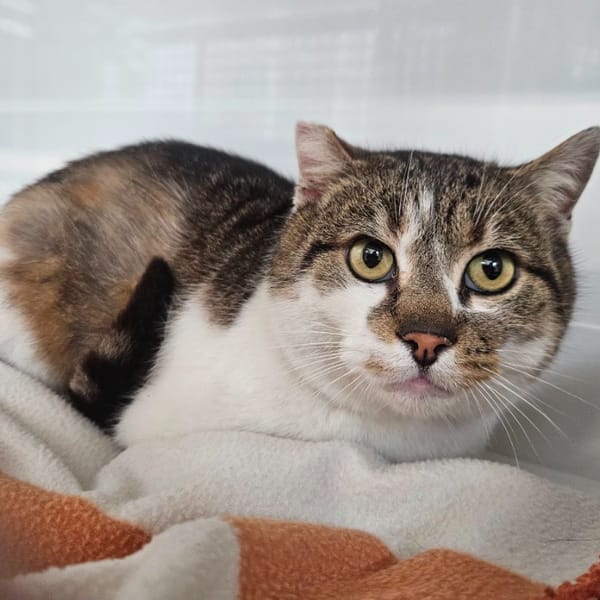 BOUBOU — Européen