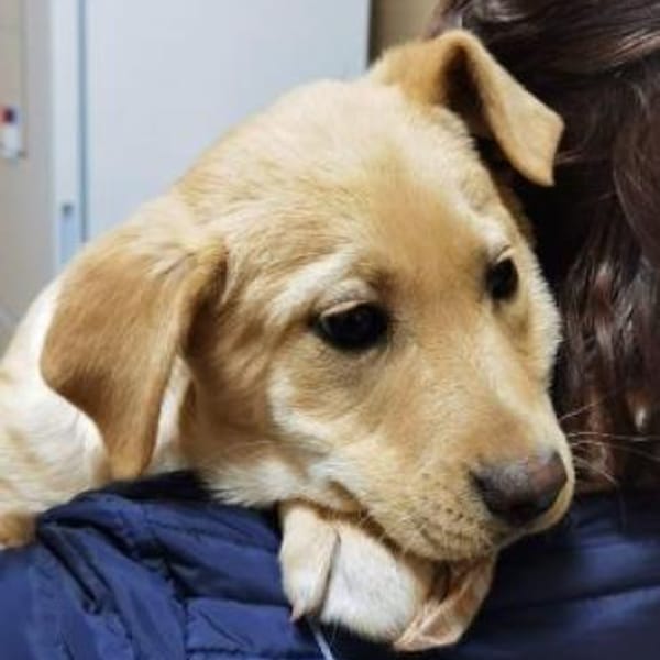 Zeus — Labrador Retriever