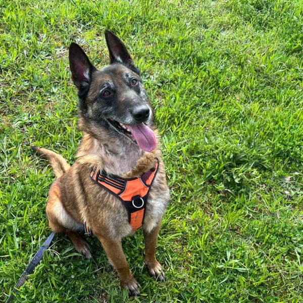 BLACK II — Malinois