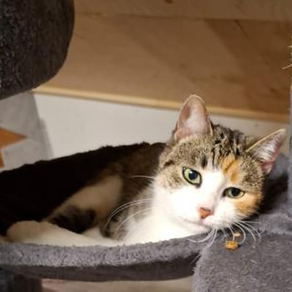 Baby sitzt auf gepackten Koffern — Europäisch Kurzhaar