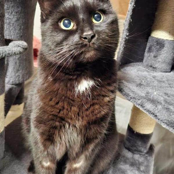 Panther sitzt auf gepackten Koffern — Europäisch Kurzhaar