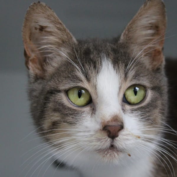 PEPITO — Croisé / Autre