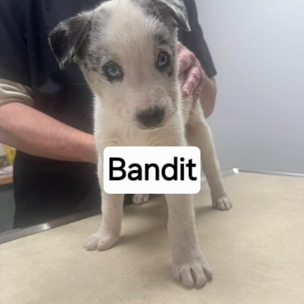 Bandit — Croisé