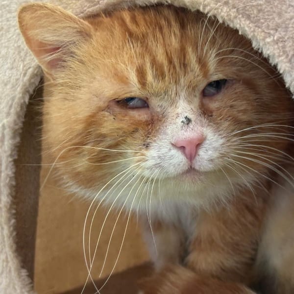 César — Européen