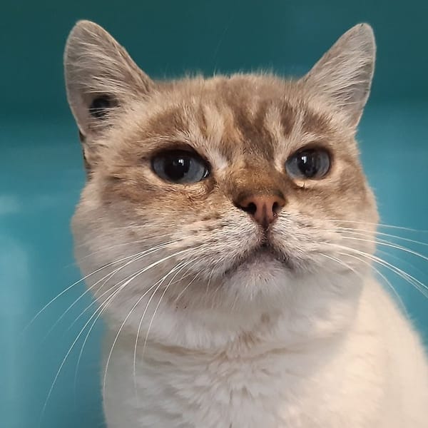 Bella (reservée) — Européen