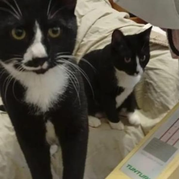 Lipici & Sissi 2 kleine Maskenkatzen — Europäisch Kurzhaar