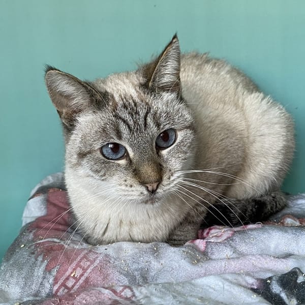 FAUSTINE — Européen