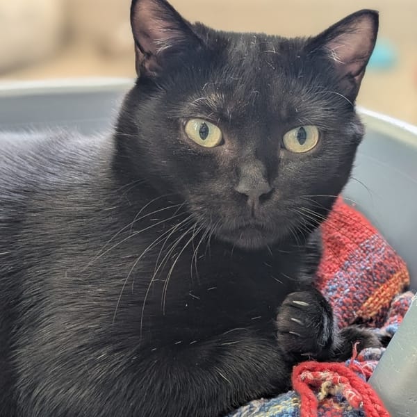 POIL PILE HAB17536 — Européen