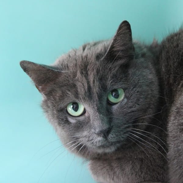 Senseo — Européen