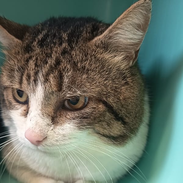 FOIN C — Européen