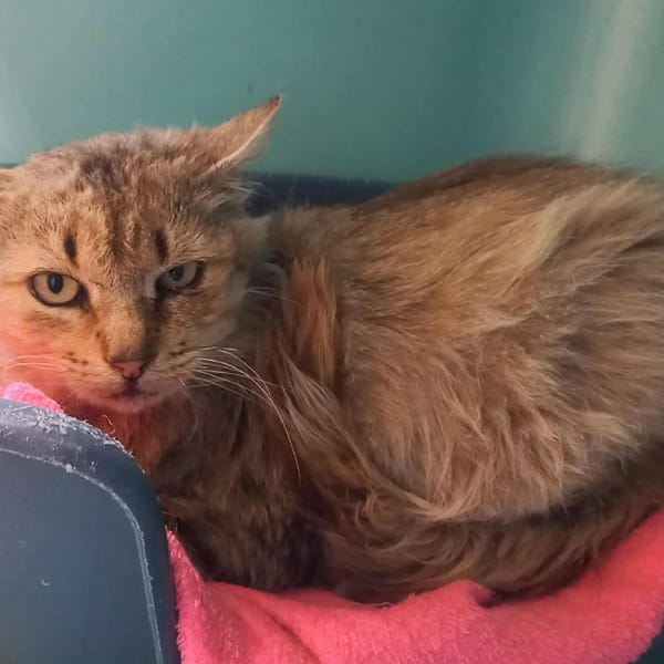 CHATTERBOX HAB17535 — Européen