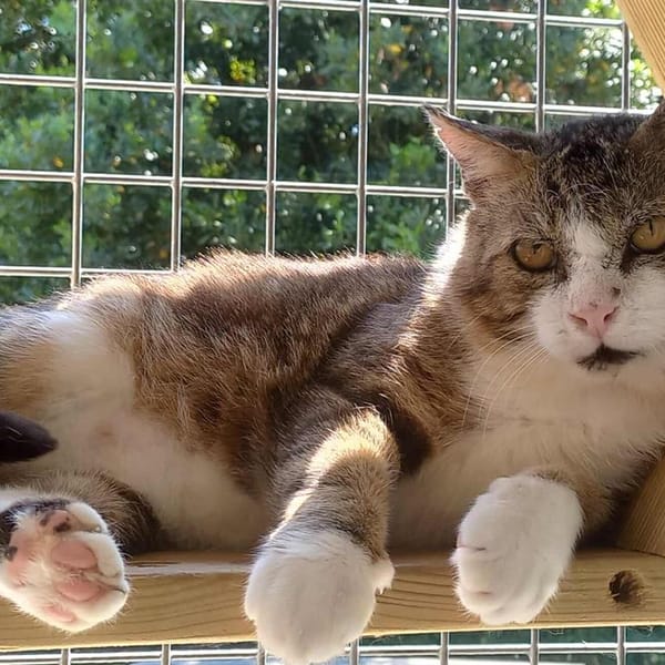 MICHEL HAB17537 — Européen