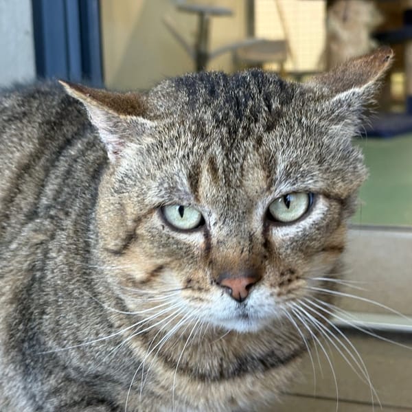 ALIOTH — Européen