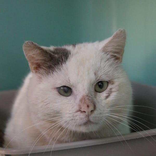 Gribouille — Européen