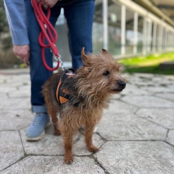 OAA19961 HUGUETTE — Yorkshire Terrier