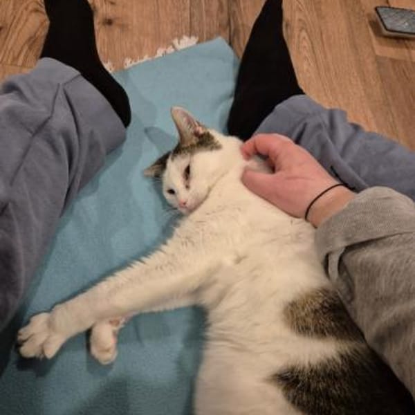 Püppi sucht Zuhause als Wohnungskatze — Europäisch Kurzhaar