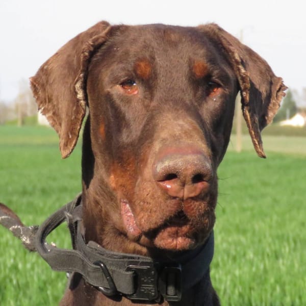 BAKI — Dobermann