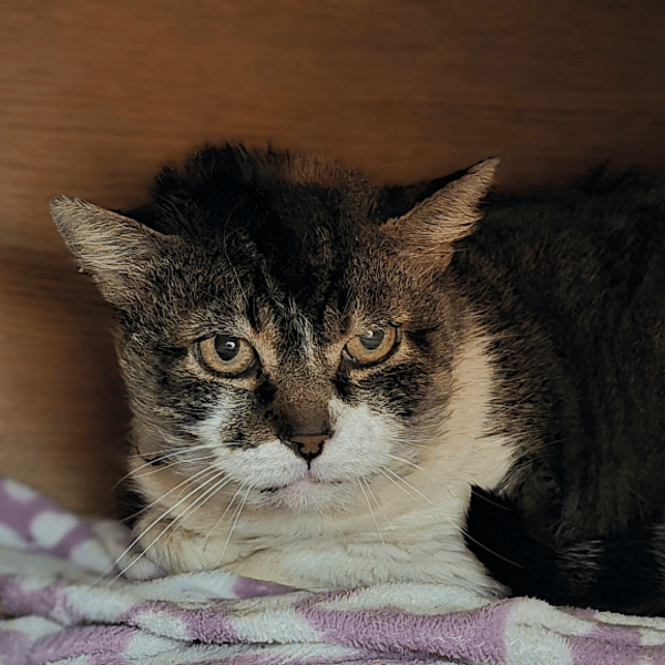 HAMILTON — Européen