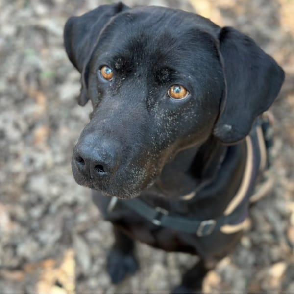 lucky — Croisé / Autre