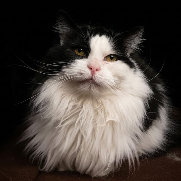 MEG CHA — Européen