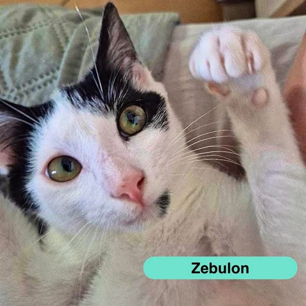 Zébulon — Croisé