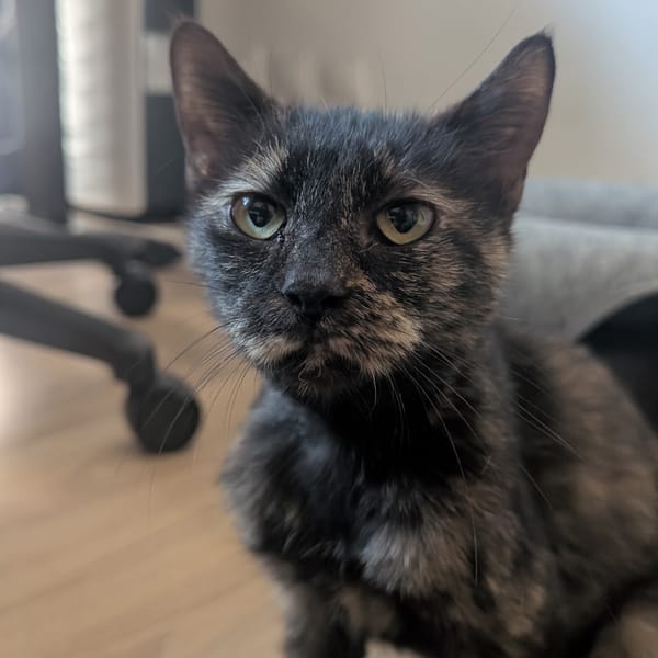 PLUME CHATTE écaille de tortue — Unknown