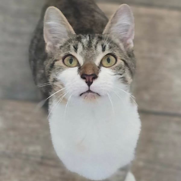 Azkaban — Chat De Gouttière