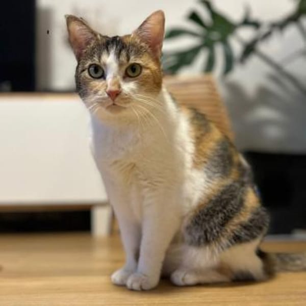 BELLA & PIXI suchen gemeinsames Zuhause — Europäisch Kurzhaar