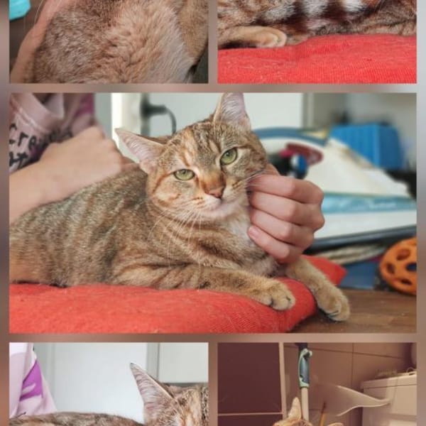 süße Mila wartet auf ihren Menschen — Europäisch Kurzhaar