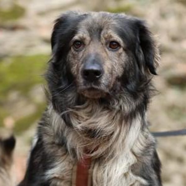 Ein großes Herz namens Sam — Mischling